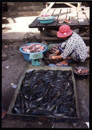 043 Poissons vivants