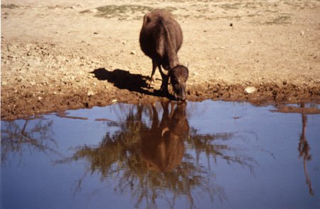 012 le miroir et la verdure