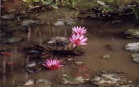 0029 Le nénuphar orne les pièces d'eau du Laos...